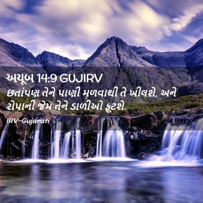 Picture 02 - અયૂબ 14:9 GUJIRV - છતાંપણ તેને પાણી - Bible Verse Picture