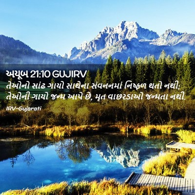 Picture 02 - અયૂબ 21:10 GUJIRV - તેઓનો સાંઢ ગાયો - Bible Verse Picture