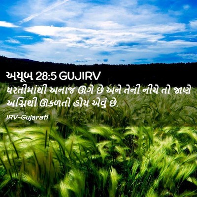Picture 02 - અયૂબ 28:5 GUJIRV - ધરતીમાંથી અનાજ - Bible Verse Picture