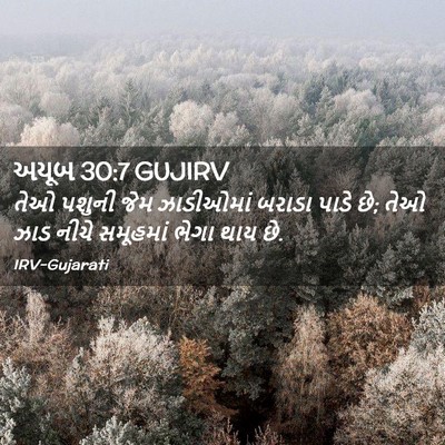 Picture 02 - અયૂબ 30:7 GUJIRV - તેઓ પશુની જેમ - Bible Verse Picture
