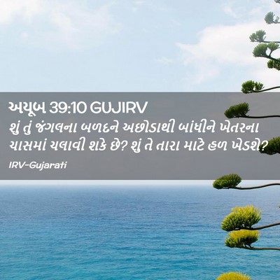 Picture 02 - અયૂબ 39:10 GUJIRV - શું તું જંગલના - Bible Verse Picture