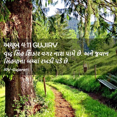 Picture 02 - અયૂબ 4:11 GUJIRV - વૃદ્ધ સિંહ શિકાર - Bible Verse Picture