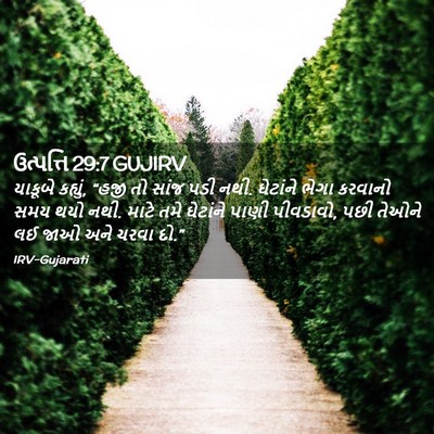 Picture 02 - ઉત્પત્તિ 29:7 GUJIRV - યાકૂબે કહ્યું, - Bible Verse Picture