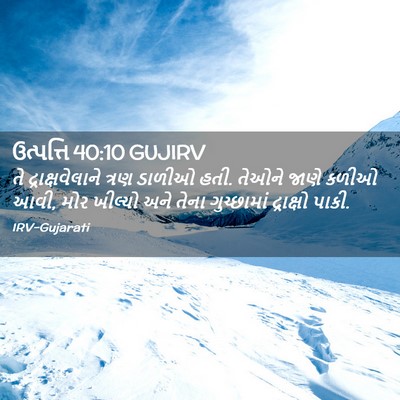 Picture 02 - ઉત્પત્તિ 40:10 GUJIRV - તે દ્રાક્ષવેલાને - Bible Verse Picture