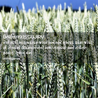 Picture 02 - ઉત્પત્તિ 49:15 GUJIRV - તેણે સારી - Bible Verse Picture
