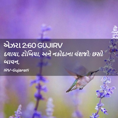 Picture 02 - એઝરા 2:60 GUJIRV - દલાયા, ટોબિયા, અને - Bible Verse Picture