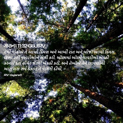 Picture 02 - ગણના 11:32 GUJIRV - તેથી લોકોએ તે આખો - Bible Verse Picture