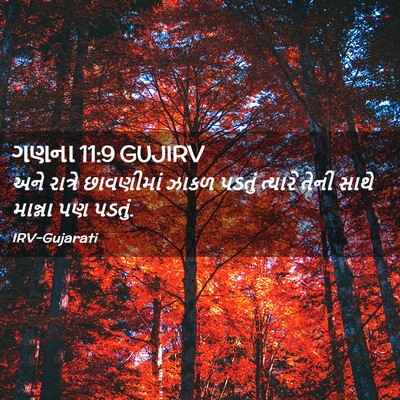 Picture 02 - ગણના 11:9 GUJIRV - અને રાત્રે - Bible Verse Picture