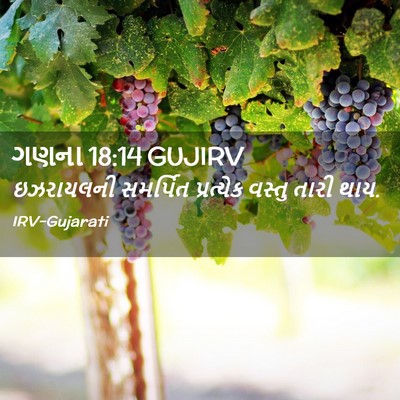 Picture 02 - ગણના 18:14 GUJIRV - ઇઝરાયલની સમર્પિત - Bible Verse Picture