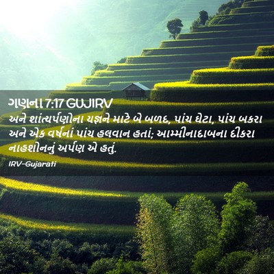 Picture 02 - ગણના 7:17 GUJIRV - અને શાંત્યર્પણોના - Bible Verse Picture