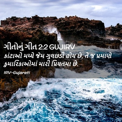 Picture 02 - ગીતોનું ગીત 2:2 GUJIRV - કાંટાઓ મધ્યે જેમ - Bible Verse Picture