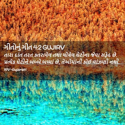 Picture 02 - ગીતોનું ગીત 4:2 GUJIRV - તારા દાંત તરત - Bible Verse Picture