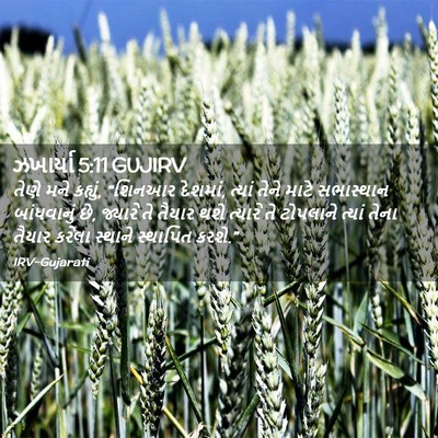Picture 02 - ઝખાર્યા 5:11 GUJIRV - તેણે મને કહ્યું, - Bible Verse Picture