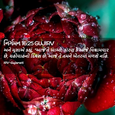 Picture 02 - નિર્ગમન 16:25 GUJIRV - અને મૂસાએ કહ્યું, - Bible Verse Picture