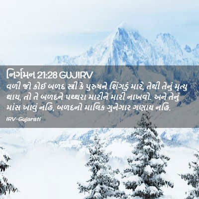 Picture 02 - નિર્ગમન 21:28 GUJIRV - વળી જો કોઈ બળદ - Bible Verse Picture