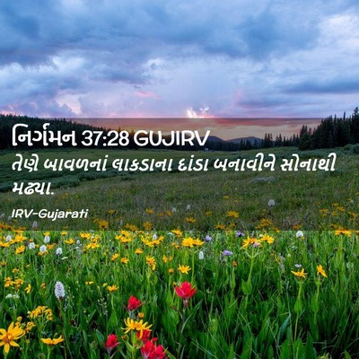 Picture 02 - નિર્ગમન 37:28 GUJIRV - તેણે બાવળનાં - Bible Verse Picture