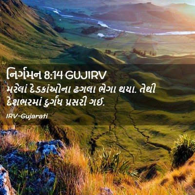Picture 02 - નિર્ગમન 8:14 GUJIRV - મરેલાં દેડકાંઓના - Bible Verse Picture
