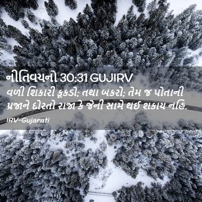 Picture 02 - નીતિવચનો 30:31 GUJIRV - વળી શિકારી કૂકડો; - Bible Verse Picture