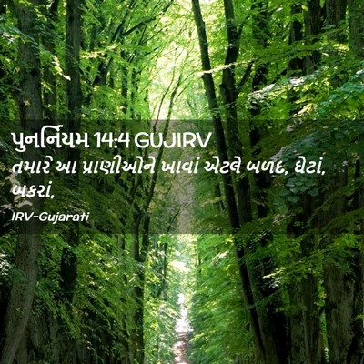 Picture 02 - પુનર્નિયમ 14:4 GUJIRV - તમારે આ પ્રાણીઓને - Bible Verse Picture