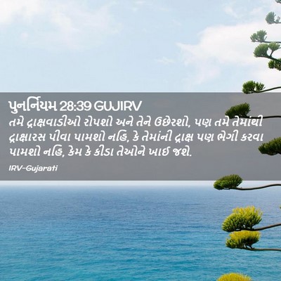 Picture 02 - પુનર્નિયમ 28:39 GUJIRV - તમે દ્રાક્ષવાડીઓ - Bible Verse Picture
