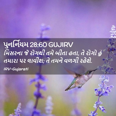Picture 02 - પુનર્નિયમ 28:60 GUJIRV - મિસરના જે રોગથી - Bible Verse Picture