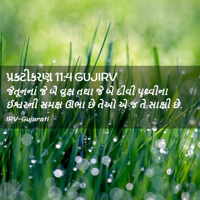 Picture 02 - પ્રકટીકરણ 11:4 GUJIRV - જૈતૂનનાં જે બે - Bible Verse Picture