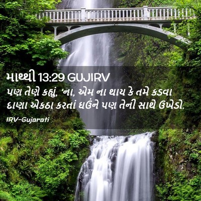 Picture 02 - માથ્થી 13:29 GUJIRV - પણ તેણે કહ્યું, - Bible Verse Picture