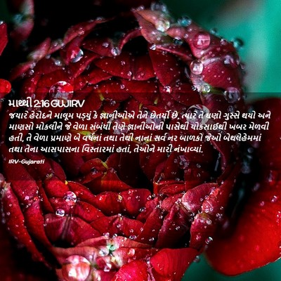 Picture 02 - માથ્થી 2:16 GUJIRV - જયારે હેરોદને - Bible Verse Picture