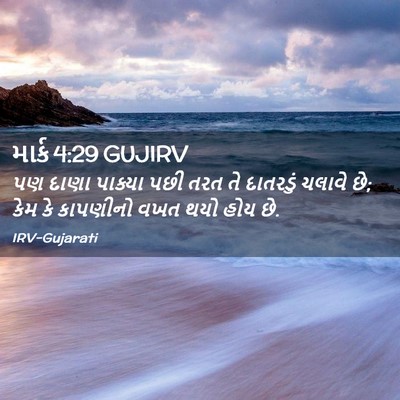 Picture 02 - માર્ક 4:29 GUJIRV - પણ દાણા પાક્યા પછી - Bible Verse Picture