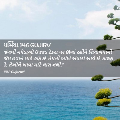 Picture 02 - યર્મિયા 14:6 GUJIRV - જંગલી ગધેડાઓ - Bible Verse Picture