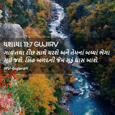 Picture 02 - યશાયા 11:7 GUJIRV - ગાય તથા રીંછ સાથે - Bible Verse Picture