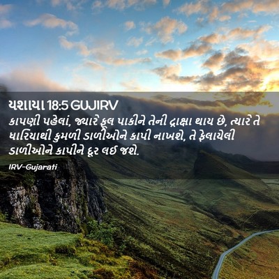Picture 02 - યશાયા 18:5 GUJIRV - કાપણી પહેલાં, - Bible Verse Picture