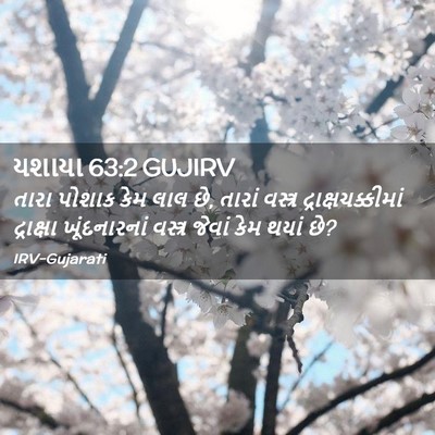 Picture 02 - યશાયા 63:2 GUJIRV - તારા પોશાક કેમ લાલ - Bible Verse Picture