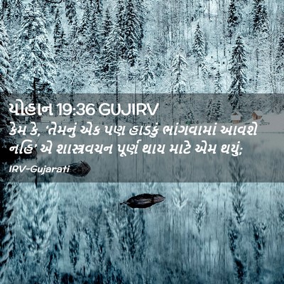 Picture 02 - યોહાન 19:36 GUJIRV - કેમ કે, ‘તેમનું એક - Bible Verse Picture