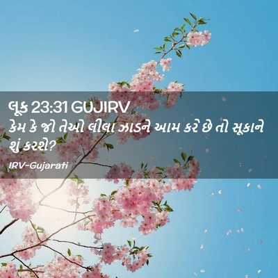 Picture 02 - લૂક 23:31 GUJIRV - કેમ કે જો તેઓ લીલા - Bible Verse Picture