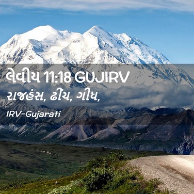 Picture 02 - લેવીય 11:18 GUJIRV - રાજહંસ, ઢીંચ, - Bible Verse Picture