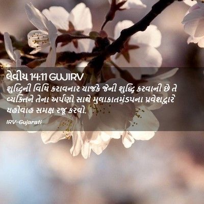 Picture 02 - લેવીય 14:11 GUJIRV - શુદ્ધિની વિધિ - Bible Verse Picture