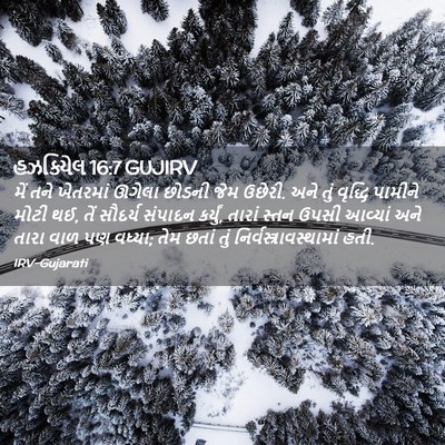 Picture 02 - હઝકિયેલ 16:7 GUJIRV - મેં તને ખેતરમાં - Bible Verse Picture