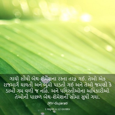 Picture 03 - 1 શમુએલ 6:12 GUJIRV - ગાયો સીધી - Bible Verse Picture