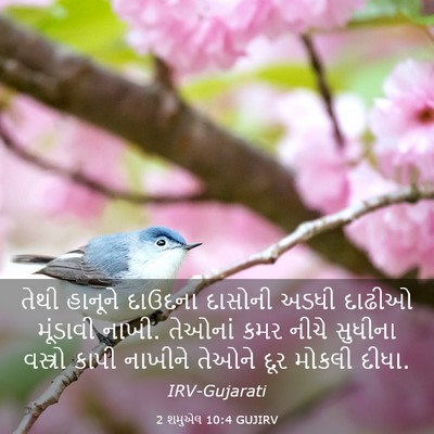 Picture 03 - 2 શમુએલ 10:4 GUJIRV - તેથી હાનૂને - Bible Verse Picture