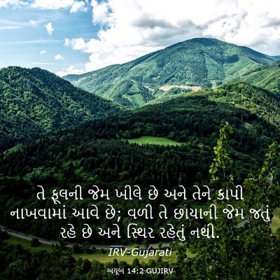 Picture 03 - અયૂબ 14:2 GUJIRV - તે ફૂલની જેમ ખીલે - Bible Verse Picture