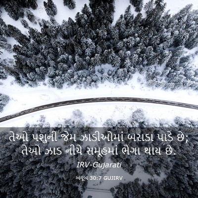 Picture 03 - અયૂબ 30:7 GUJIRV - તેઓ પશુની જેમ - Bible Verse Picture