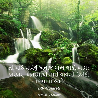 Picture 03 - અયૂબ 31:8 GUJIRV - તો મારું વાવેલું - Bible Verse Picture