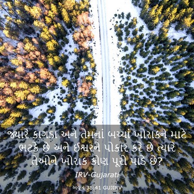 Picture 03 - અયૂબ 38:41 GUJIRV - જ્યારે કાગડા અને - Bible Verse Picture