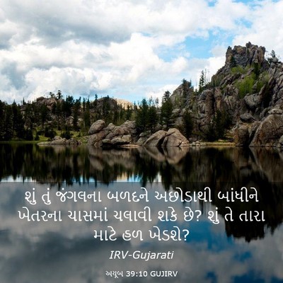 Picture 03 - અયૂબ 39:10 GUJIRV - શું તું જંગલના - Bible Verse Picture
