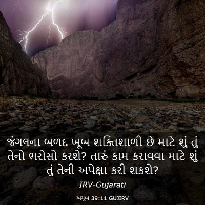 Picture 03 - અયૂબ 39:11 GUJIRV - જંગલના બળદ ખૂબ - Bible Verse Picture