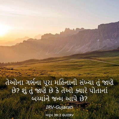 Picture 03 - અયૂબ 39:2 GUJIRV - તેઓના ગર્ભના પૂરા - Bible Verse Picture