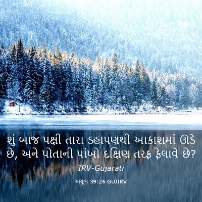 Picture 03 - અયૂબ 39:26 GUJIRV - શું બાજ પક્ષી તારા - Bible Verse Picture