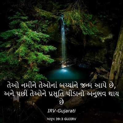 Picture 03 - અયૂબ 39:3 GUJIRV - તેઓ નમીને તેઓનાં - Bible Verse Picture