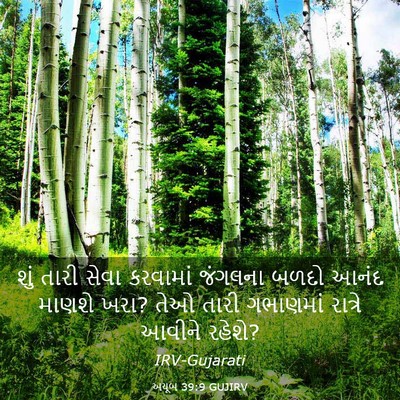 Picture 03 - અયૂબ 39:9 GUJIRV - શું તારી સેવા - Bible Verse Picture